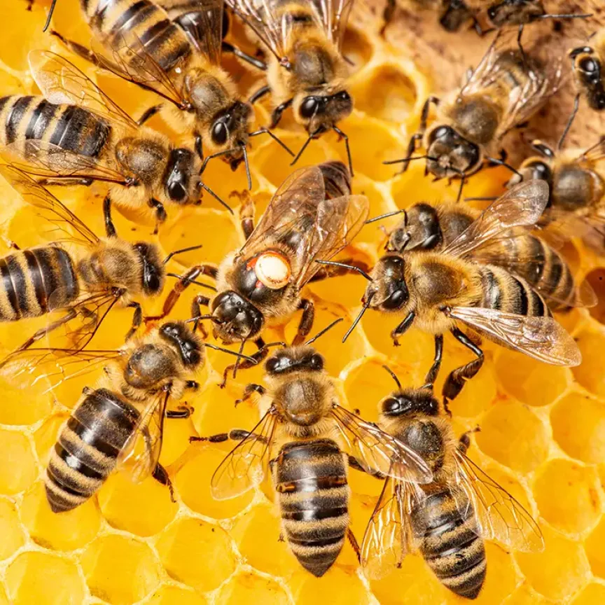 groupe d'abeilles entourant la reine sur un fond d'alvéoles de ruche