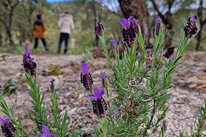 Plantes sur le site de Sainte-Maxime