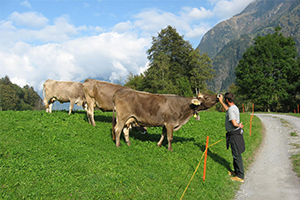 Agriculteur et ses vaches