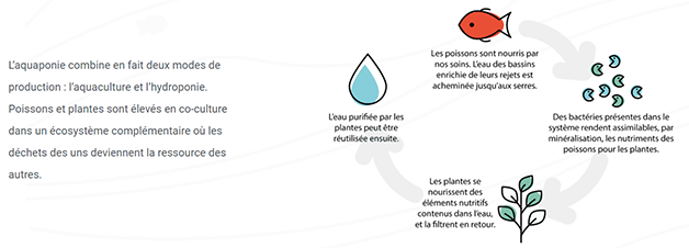 L’aquaponie - Circuit