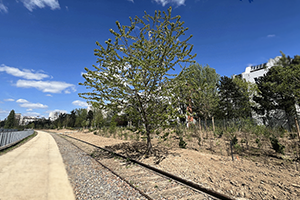 Bois Charonne - Travaux en cours 