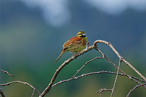 Bruant zizi (oiseau)