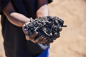 Biochar