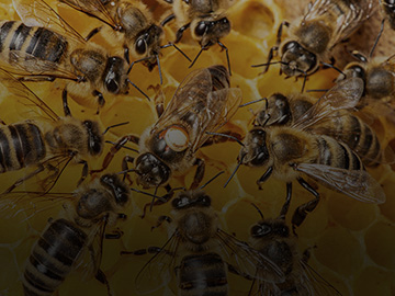 Abeille