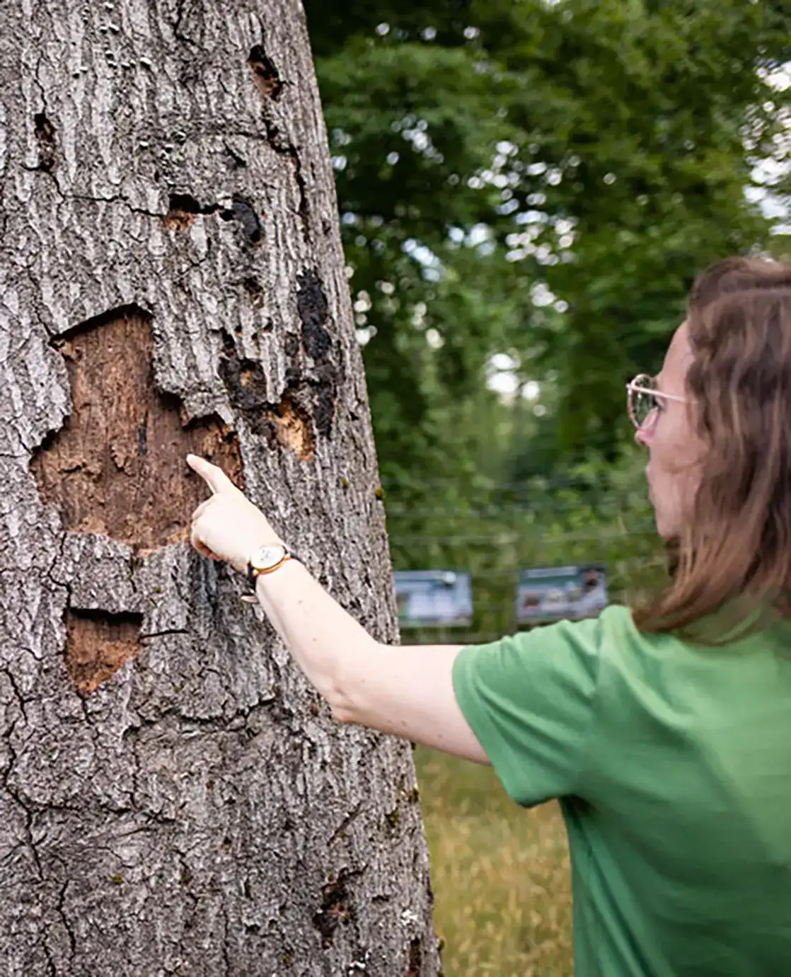 Une femme qui fait de la recherche de biodiversité sur un arbre