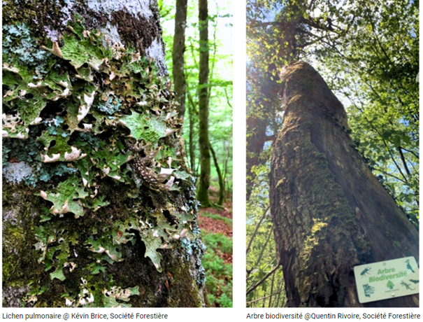 Arbre avec Lichen pulmonaire et arbre biodiversité