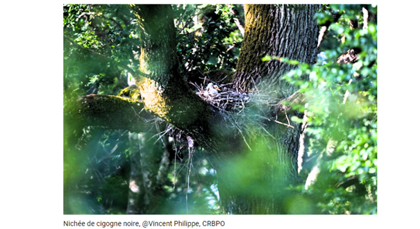 Nichéd de cygogne noire dans un arbre