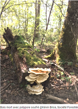 Bois mort