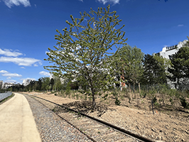 Bois Charonne - Travaux en cours 