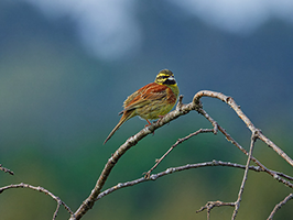 Bruant zizi (oiseau)