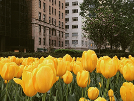 Immeubles et tulipes