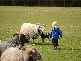Enfant et moutons