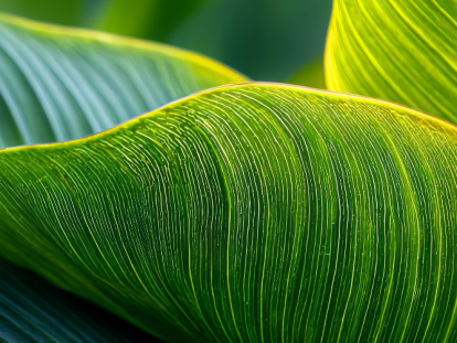 Gros plan sur des feuilles tropicales à la texture détaillée