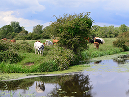 Image de pré avec des vaches