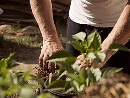 photo de mains dans la terre avec plante 