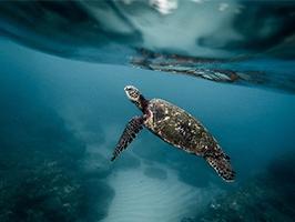 Image de tortue sous l'eau