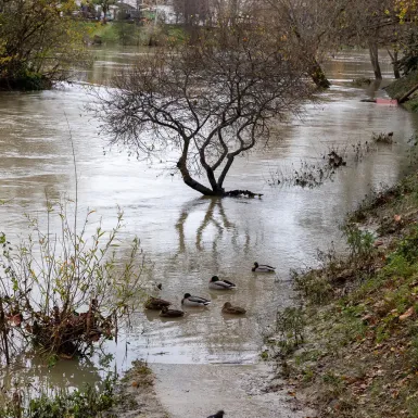 Pont de Champigny-sur-Marne (7/12/2023)