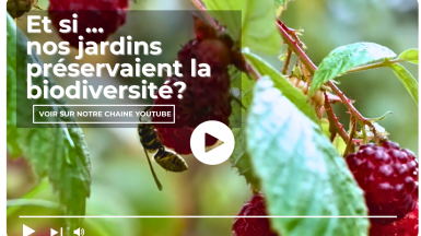 Et si nos jardins préservaient la biodiversité ?