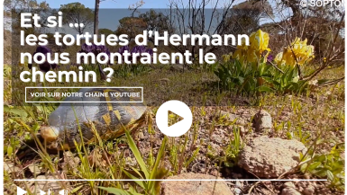 Et si les tortues d'Hermann nous montraient le chemin ?