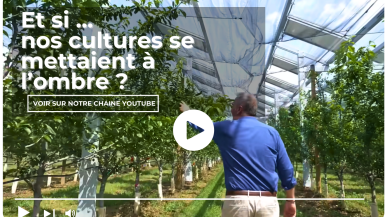 Et si nos cultures se mettaient à l'ombre ?