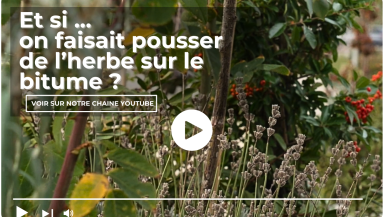 Image Et si on faisait pousser de l'herbe sur le bitume
