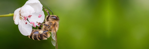 Abeille butinant une fleur