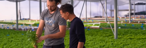 Deux maraîchers sous une serre