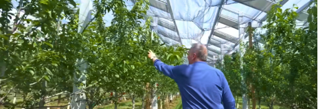 Maraîcher dans une serre