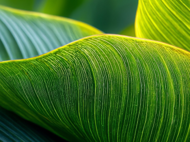 Gros plan sur des feuilles tropicales à la texture détaillée
