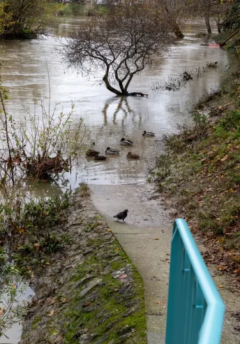 Pont de Champigny-sur-Marne (7/12/2023)