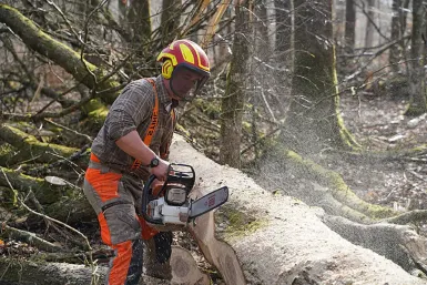 Bucheron qui coupe un arbre