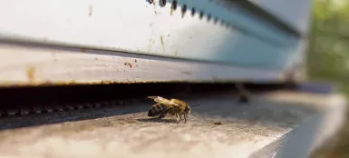 gros plan sur une abeille seule devant l'entrée d'une ruche