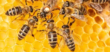 groupe d'abeilles entourant la reine sur un fond d'alvéoles de ruche