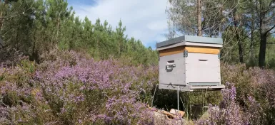 ruche dans la nature