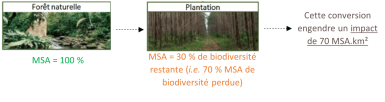 Illustration de la conversion d’une forêt naturelle
