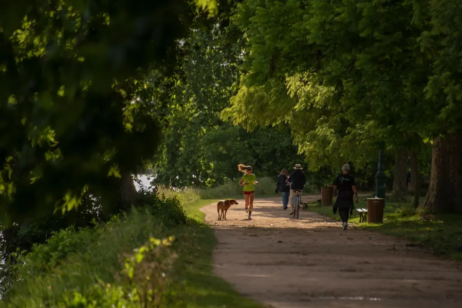 Des personnes courent, marchent ou font du vélo dans une allée bordée d'arbres.